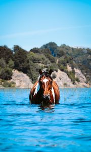 Preview wallpaper horse, animal, water, grass, hills