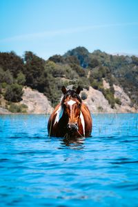 Preview wallpaper horse, animal, water, grass, hills