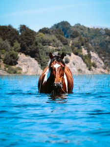 Preview wallpaper horse, animal, water, grass, hills