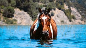 Preview wallpaper horse, animal, water, grass, hills