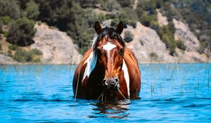 Preview wallpaper horse, animal, water, grass, hills