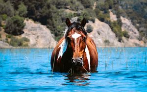 Preview wallpaper horse, animal, water, grass, hills