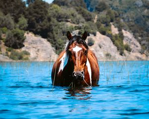 Preview wallpaper horse, animal, water, grass, hills