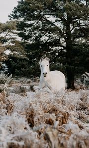 Preview wallpaper horse, animal, white