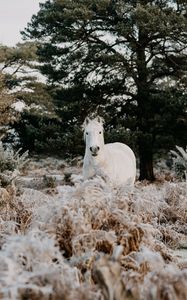 Preview wallpaper horse, animal, white