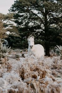 Preview wallpaper horse, animal, white