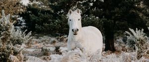 Preview wallpaper horse, animal, white