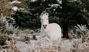 Preview wallpaper horse, animal, white