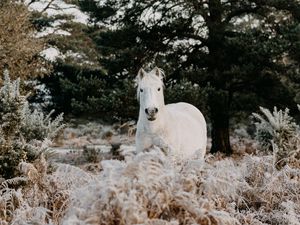 Preview wallpaper horse, animal, white