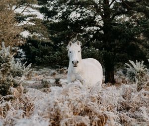 Preview wallpaper horse, animal, white