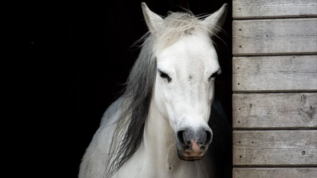 Wallpaper horse, animal, white, stable