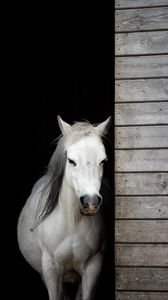 Preview wallpaper horse, animal, white, stable