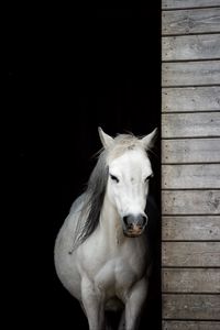 Preview wallpaper horse, animal, white, stable