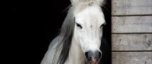 Preview wallpaper horse, animal, white, stable