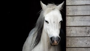 Preview wallpaper horse, animal, white, stable