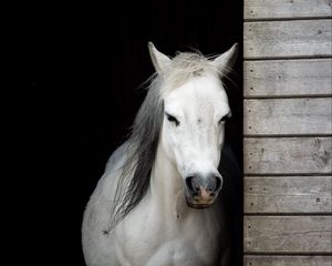Preview wallpaper horse, animal, white, stable