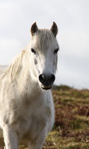 Preview wallpaper horse, animal, white, wildlife