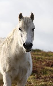 Preview wallpaper horse, animal, white, wildlife