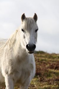 Preview wallpaper horse, animal, white, wildlife