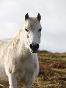 Preview wallpaper horse, animal, white, wildlife