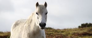 Preview wallpaper horse, animal, white, wildlife