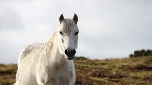 Preview wallpaper horse, animal, white, wildlife