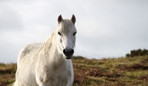 Preview wallpaper horse, animal, white, wildlife