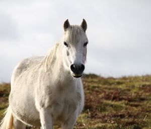 Preview wallpaper horse, animal, white, wildlife