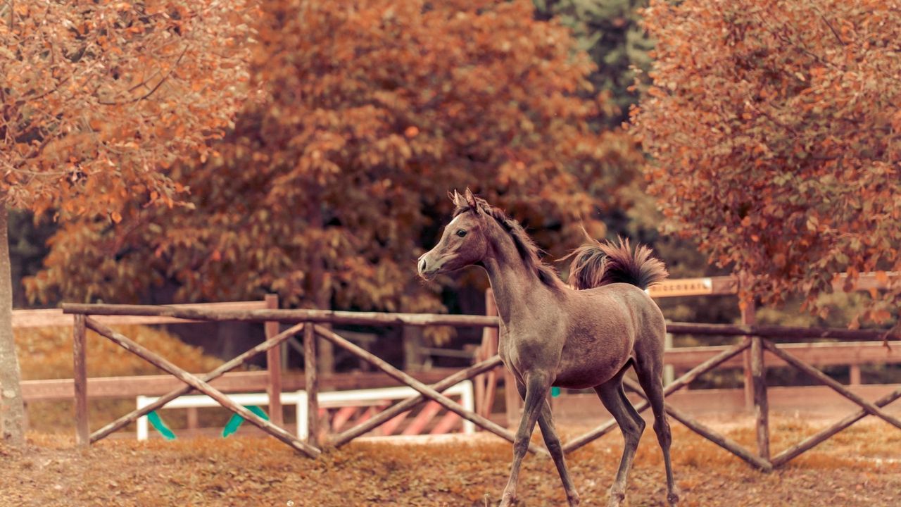 Wallpaper horse, autumn, background, stallion, paddock