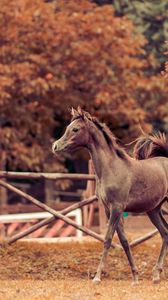 Preview wallpaper horse, autumn, background, stallion, paddock