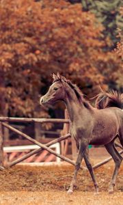 Preview wallpaper horse, autumn, background, stallion, paddock