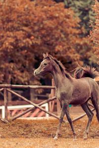 Preview wallpaper horse, autumn, background, stallion, paddock