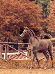 Preview wallpaper horse, autumn, background, stallion, paddock