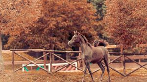 Preview wallpaper horse, autumn, background, stallion, paddock
