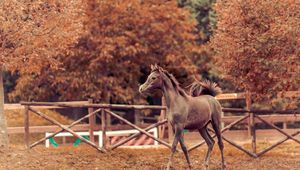 Preview wallpaper horse, autumn, background, stallion, paddock