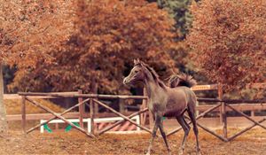 Preview wallpaper horse, autumn, background, stallion, paddock