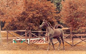 Preview wallpaper horse, autumn, background, stallion, paddock