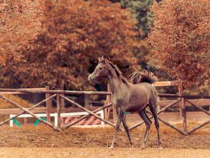 Preview wallpaper horse, autumn, background, stallion, paddock