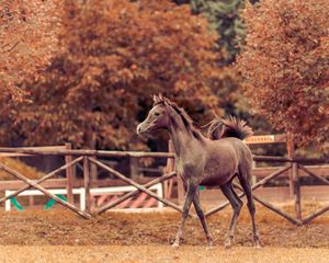 Preview wallpaper horse, autumn, background, stallion, paddock