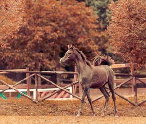 Preview wallpaper horse, autumn, background, stallion, paddock