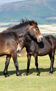 Preview wallpaper horse, baby, grass, mountains