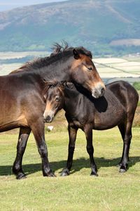 Preview wallpaper horse, baby, grass, mountains