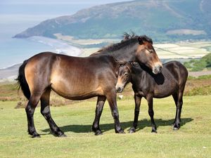 Preview wallpaper horse, baby, grass, mountains