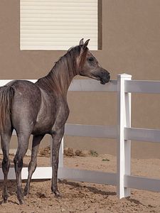 Preview wallpaper horse, background, pen, fence