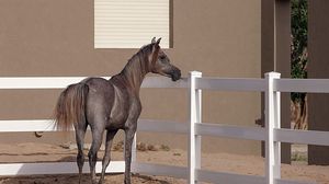 Preview wallpaper horse, background, pen, fence