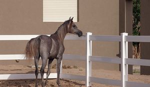 Preview wallpaper horse, background, pen, fence