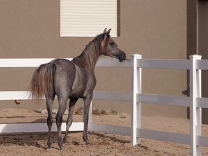 Preview wallpaper horse, background, pen, fence