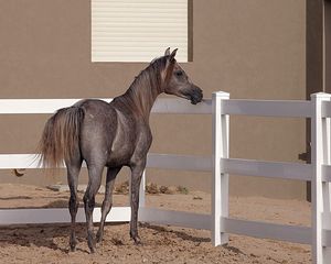 Preview wallpaper horse, background, pen, fence