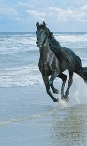 Preview wallpaper horse, beach, running, sand, spray