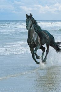 Preview wallpaper horse, beach, running, sand, spray